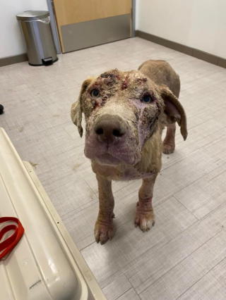 Illustration de l'article : Gravement négligé, ce chiot de 10 mois est sauvé par une association et se métamorphose en quelques semaines